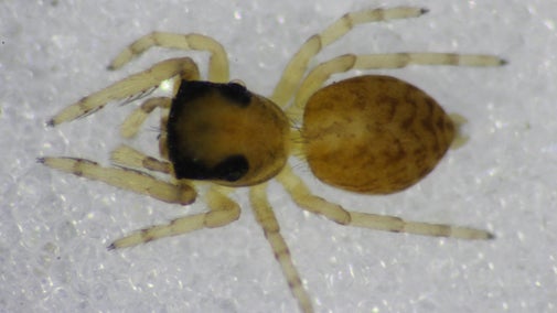 A close up of the rare Neon pictus, a tiny brown and yellow jumping spider
